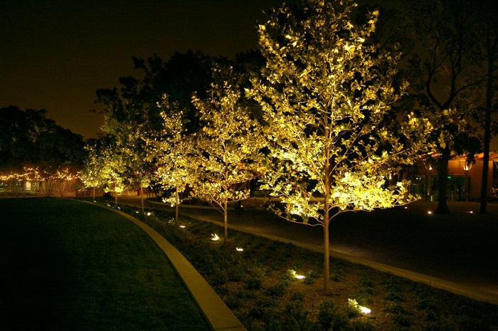 Choosing the Best Landscape Lighting for Trees Choosing the Best Landscape Lighting for Trees